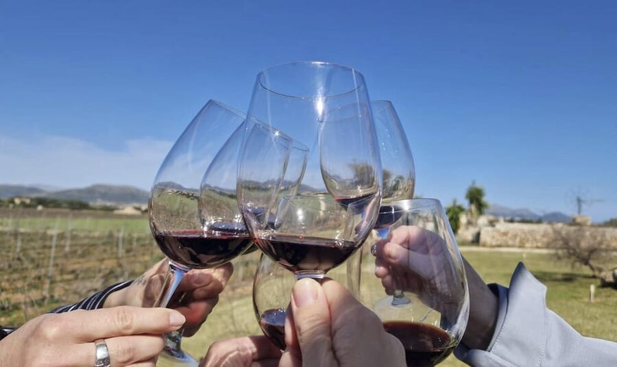 Alcúdia/Can Picafort: Guided Vineyard Visit and Wine Tasting - A small winery outside Mallorca’s northern resorts