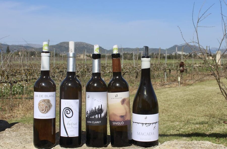 Alcúdia/Can Picafort: Guided Vineyard Visit and Wine Tasting - Walking through the vineyard
