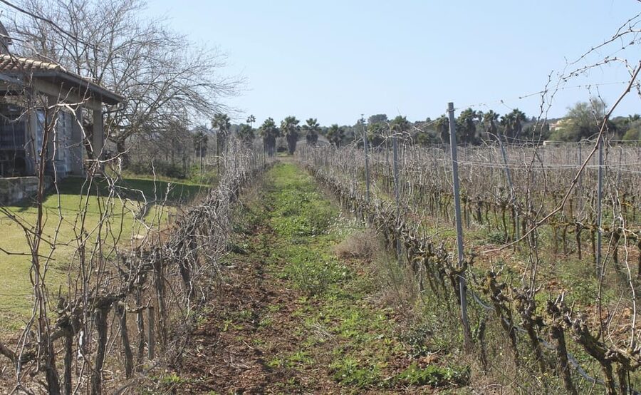 Alcúdia/Can Picafort: Guided Vineyard Visit and Wine Tasting - Pickup from Alcúdia, Playa de Muro, or Can Picafort
