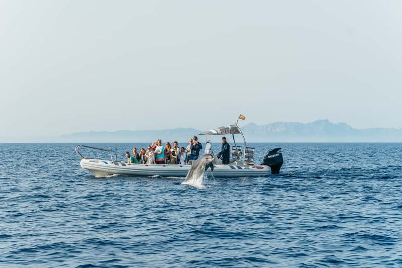 Alcudia or Can Picafort: Dolphin-Watching Cruise - Weather, clothing, and practical comfort
