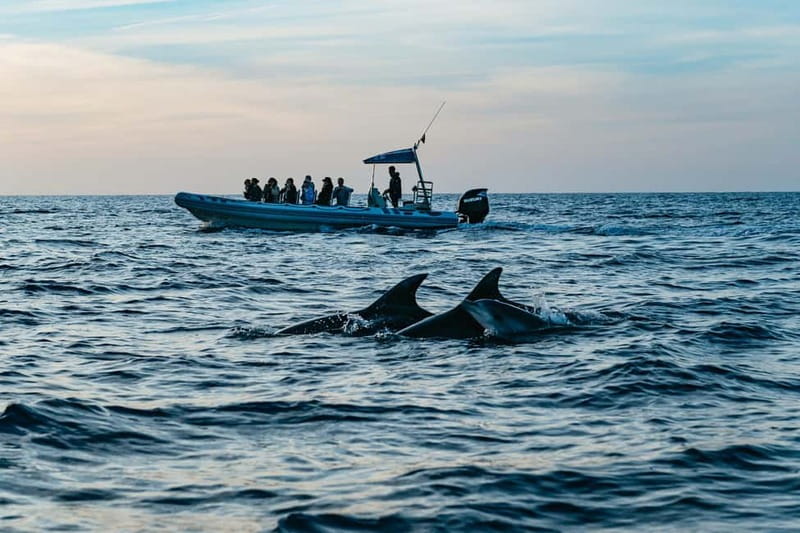 Alcudia or Can Picafort: Dolphin-Watching Cruise - What the three-hour route is really like