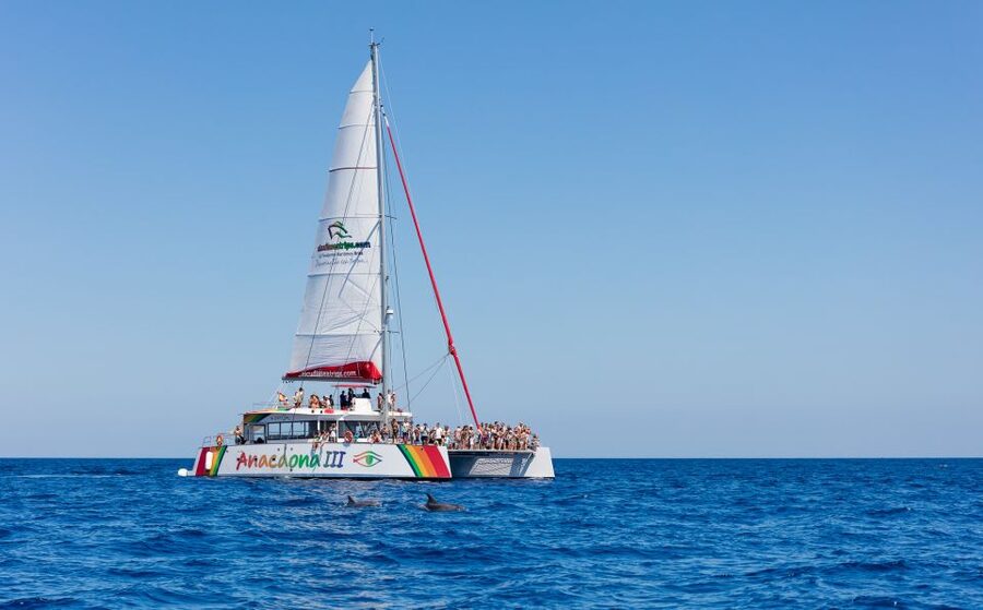 Alcudia: Sunset Catamaran Tour with Dinner and Snorkeling - A 90-minute cove stop with real time in the water