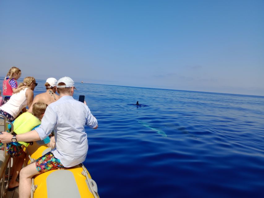 Can Picafort: Dolphin Watching Boat Tour with Swimming - What an early departure adds