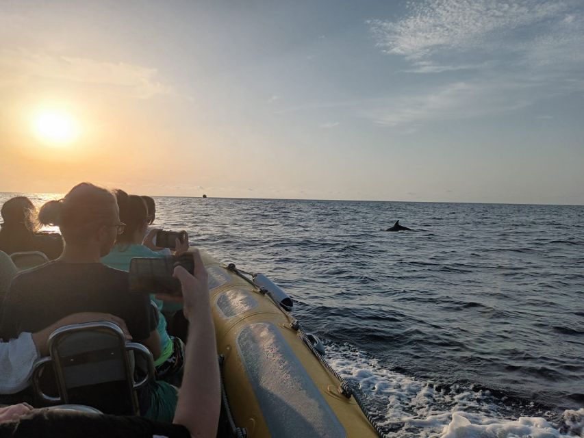 Can Picafort: Dolphin Watching Boat Tour with Swimming - Swimming and snorkeling at the cove