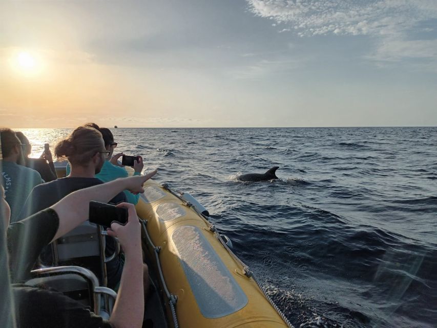 Can Picafort: Dolphin Watching Boat Tour with Swimming - What is included, and what is not