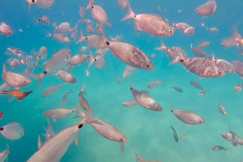 Can Picafort: Private Boattrip - Snorkeling-Beach- Caves - Key points to know before booking