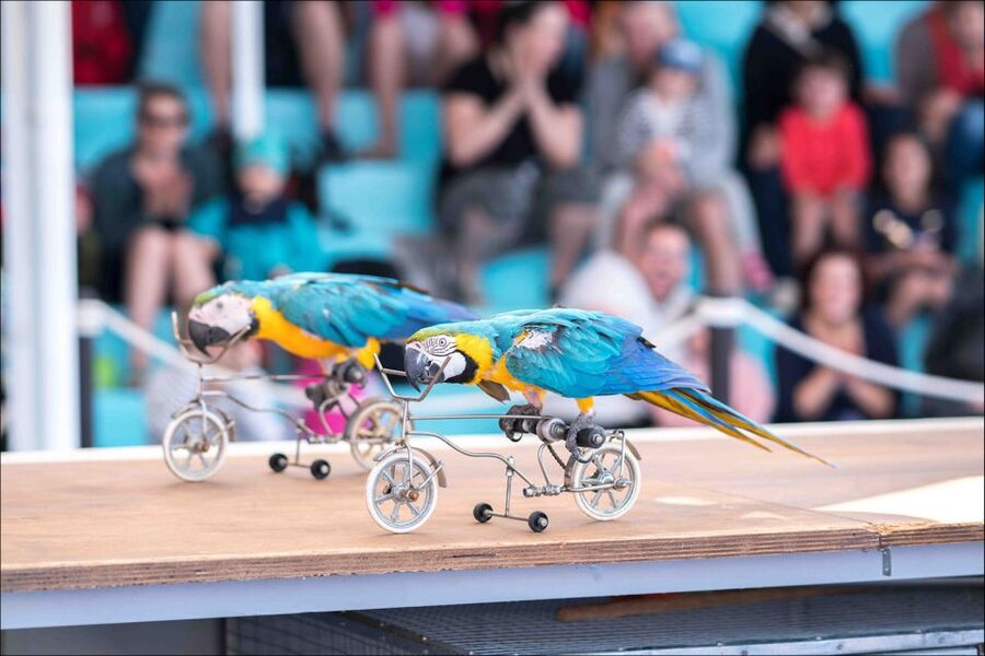 Costa d'en Blanes: Entry Ticket for Marineland Mallorca - How much time should you allow?