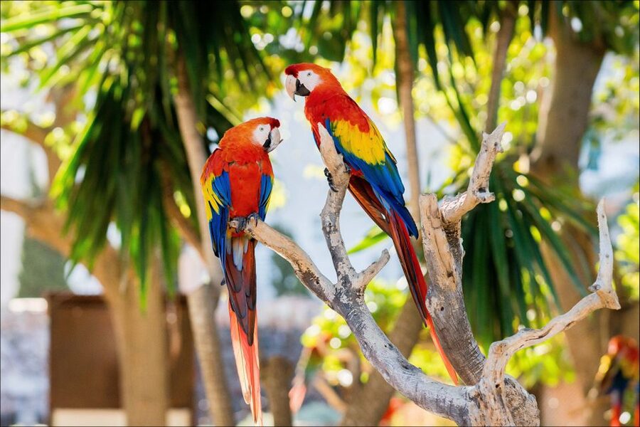 Costa d'en Blanes: Entry Ticket for Marineland Mallorca - Is the $35 ticket good value?