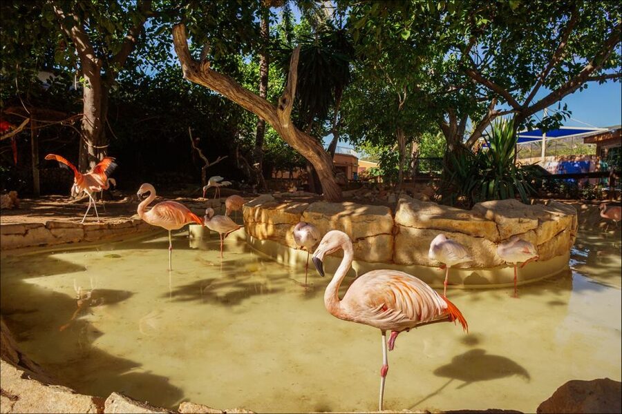 Costa d'en Blanes: Entry Ticket for Marineland Mallorca - The dolphin shows with seven performers