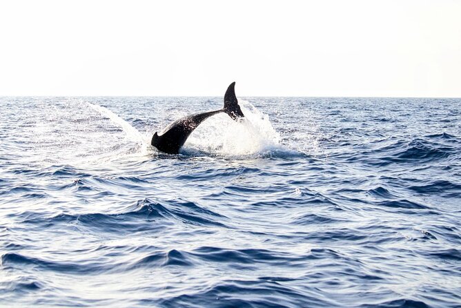 Dolphin watching by boat - Key points at a glance