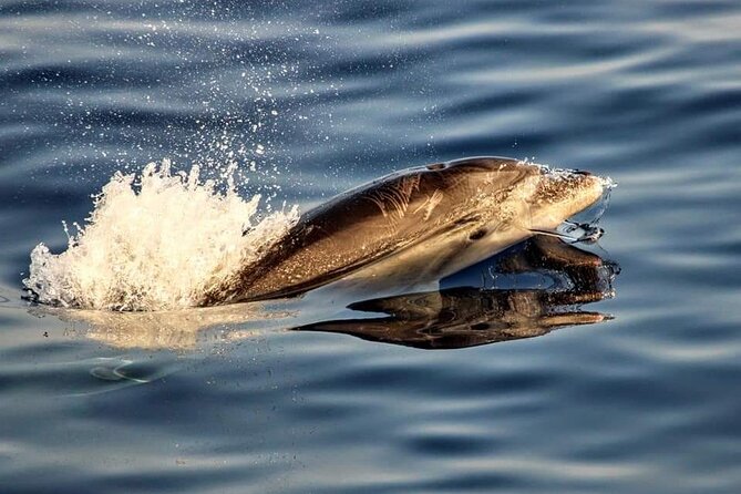 Dolphin watching by boat - Sunrise dolphins off Cap de Formentor