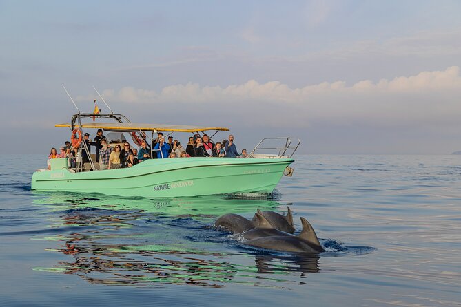 Dolphin watching by boat - Why the dawn departure is worth the alarm