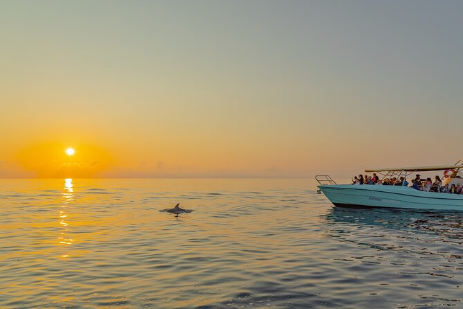 Dolphin watching by boat - The crew makes a real difference