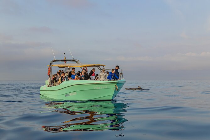 Dolphin watching by boat - Practical advice before you book