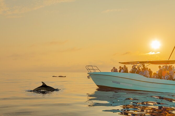 Dolphin watching by boat - What the two-hour route feels like