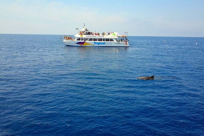 Dolphin Watching in Mallorca (Paguera) - Key points to know before booking