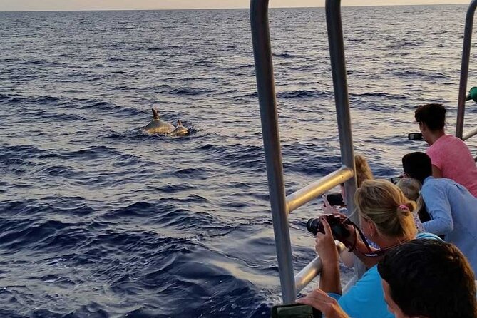 Dolphin Watching in Mallorca (Paguera) - Wild dolphins are the reason to go