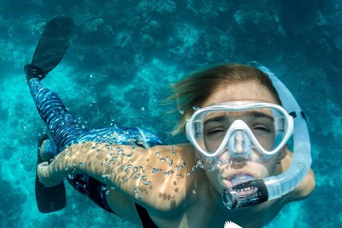 Dolphin Watching in Mallorca (Paguera) - Camp de Mar Bay and the swimming stop
