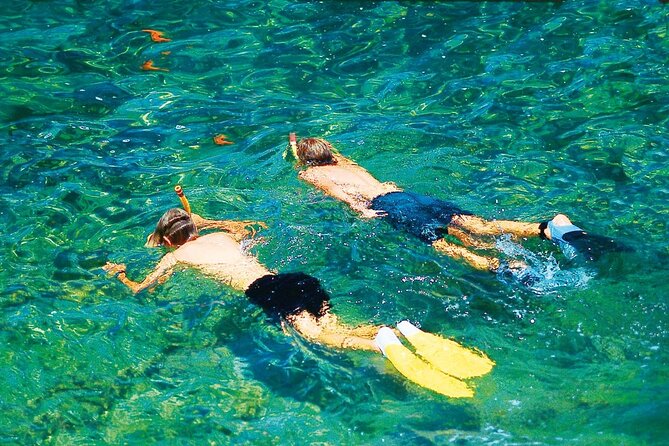 Dolphin Watching in Mallorca (Paguera) - Cala Fornells and the southwest coast
