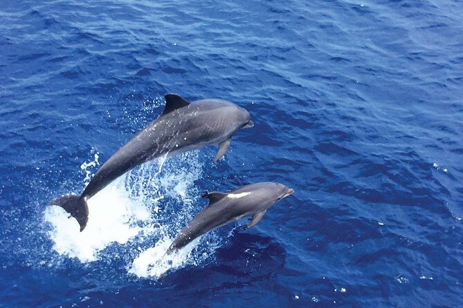 Dolphin Watching in Mallorca (Paguera) - How crowded is the catamaran?