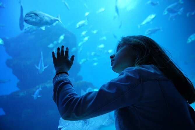 Dolphin Watching in Mallorca (Paguera) - Is $48.27 good value?