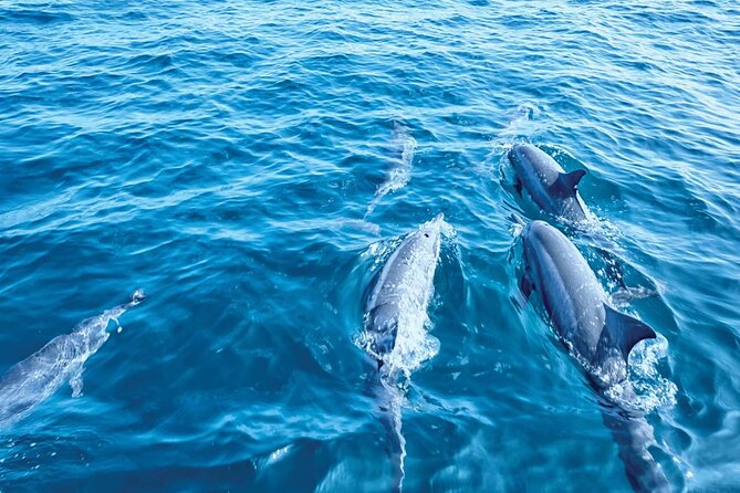 Dolphin Watching in Mallorca (Paguera) - Who will enjoy this most?