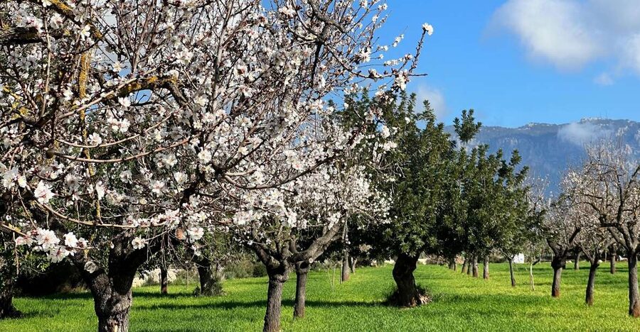 Embrace the enchantment of Mallorca's almond blossom season - Orange Valley, with juice and a local snack