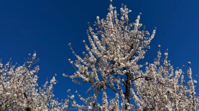 Embrace the enchantment of Mallorca’s almond blossom season