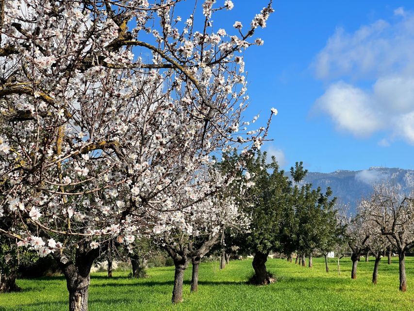 Embrace the enchantment of Mallorca's almond blossom season - How much value do you get for $159?