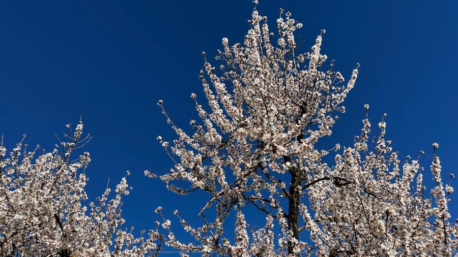 Embrace the enchantment of Mallorca's almond blossom season - First stop: a Moorish country estate