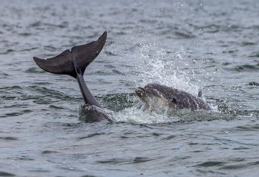 From Can Picafort: Dolphin Watching and Cave Boat Trip - Practical packing advice for Can Picafort