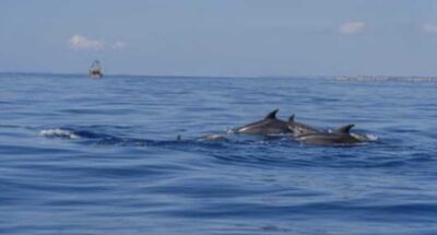 Dolphin Watching and Cave Boat Trip