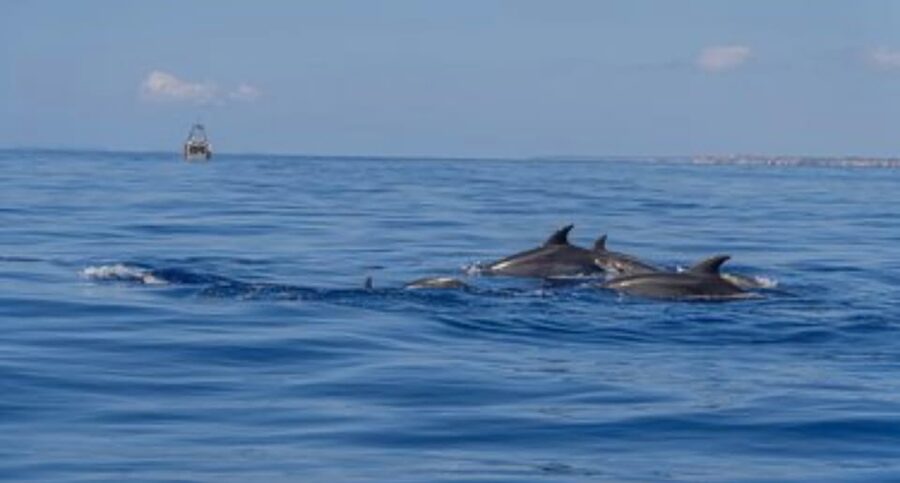 From Can Picafort: Dolphin Watching and Cave Boat Trip - How rough is the speedboat ride?