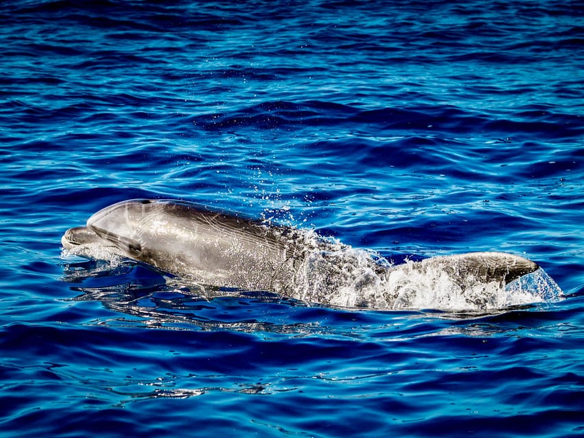From Can Picafort: Dolphin Watching and Cave Boat Trip - What the $82 price gets you