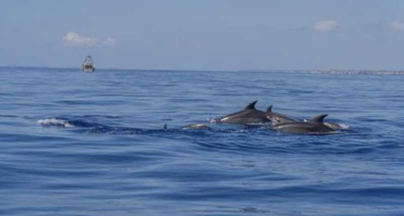 From Can Picafort: Dolphin Watching and Cave Boat Trip - Leaving Can Picafort before the coast wakes up