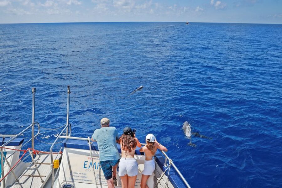 From Palma: 3-Hour Morning Dolphin Watching Boat Tour - The swim stop and snorkeling time