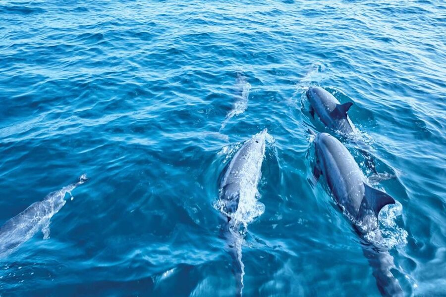 From Palma: 3-Hour Morning Dolphin Watching Boat Tour - Who will enjoy this trip most