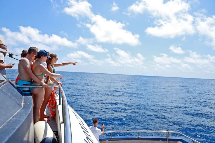 From Palma: 3-Hour Morning Dolphin Watching Boat Tour - Practical planning before you book