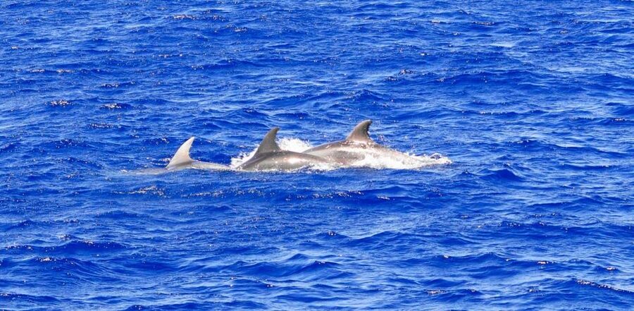 From Palma: 3-Hour Morning Dolphin Watching Boat Tour - Should you book the Palma dolphin boat?