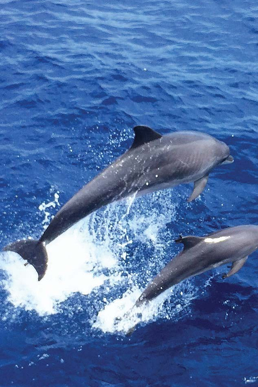 From Palma: Afternoon Dolphin-Watching Boat Tour - Passing El Toro, Port Adriano, and the Malgrat Islands