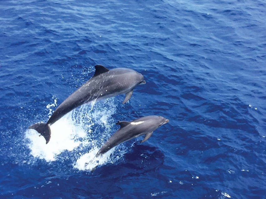 From Palma: Afternoon Dolphin-Watching Boat Tour - What the $63 price really includes