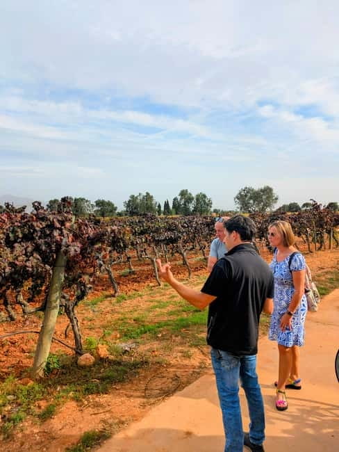 From Palma de Mallorca: Private Wine and Local Flavors Tour - Four Mallorcan wines and a plate of local flavors