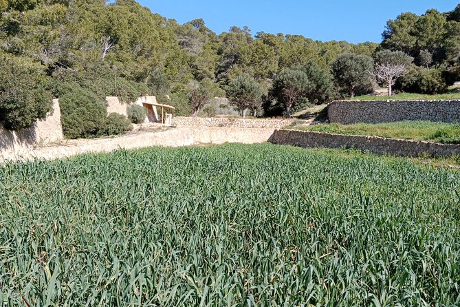 Guided Kayak & Hike from Sant Elm to Sa Dragonera - A pause at Sa Dragonera’s natural harbor
