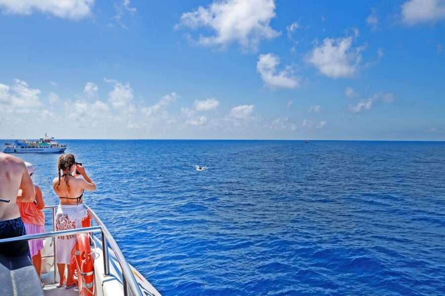 Mallorca: 2-Hour Dolphin Watching Cruise & Glass-Bottom Boat - Watching dolphins in their natural home