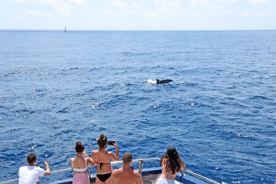 Mallorca: 2-Hour Dolphin Watching Cruise & Glass-Bottom Boat - Why an early morning trip makes sense