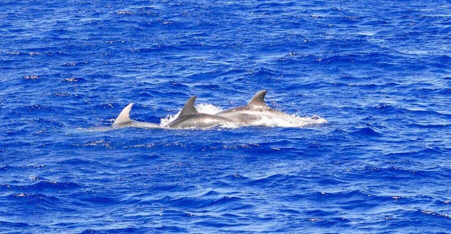 Mallorca: 3-Hour Afternoon Dolphin Watching Boat Tour - Dolphins are the reason to book