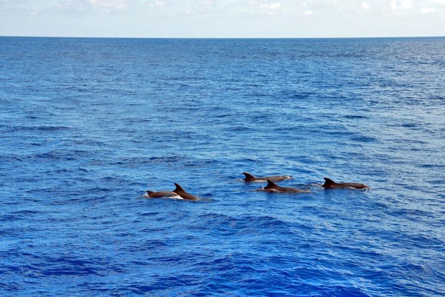 Mallorca: 3-Hour Afternoon Dolphin Watching Boat Tour - The glass-bottom viewing area