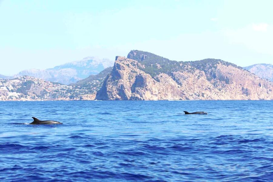 Mallorca: 3-Hour Afternoon Dolphin Watching Boat Tour - Following the dolphins along Mallorca’s coast