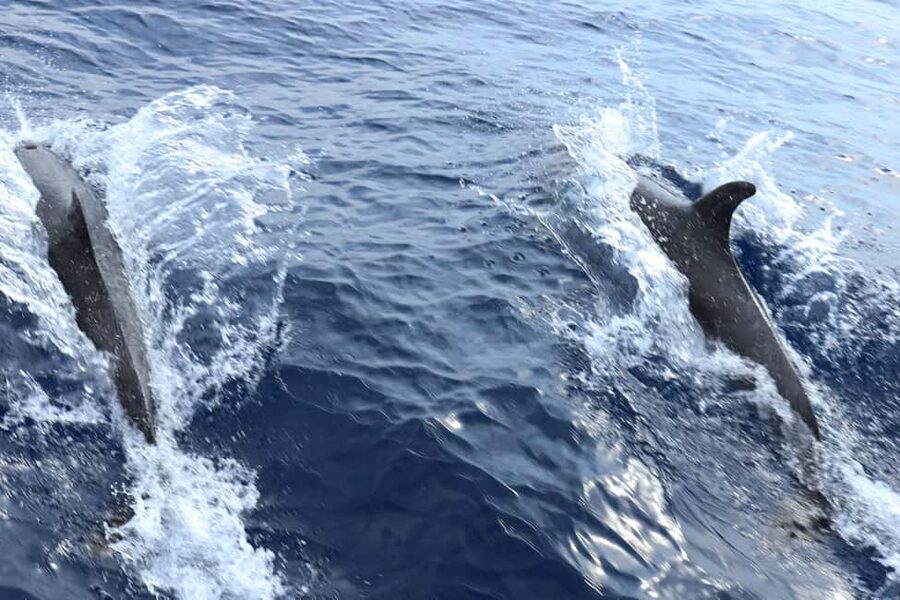 Mallorca: 3-Hour Afternoon Dolphin Watching Boat Tour - Sun decks, bars, and the onboard atmosphere