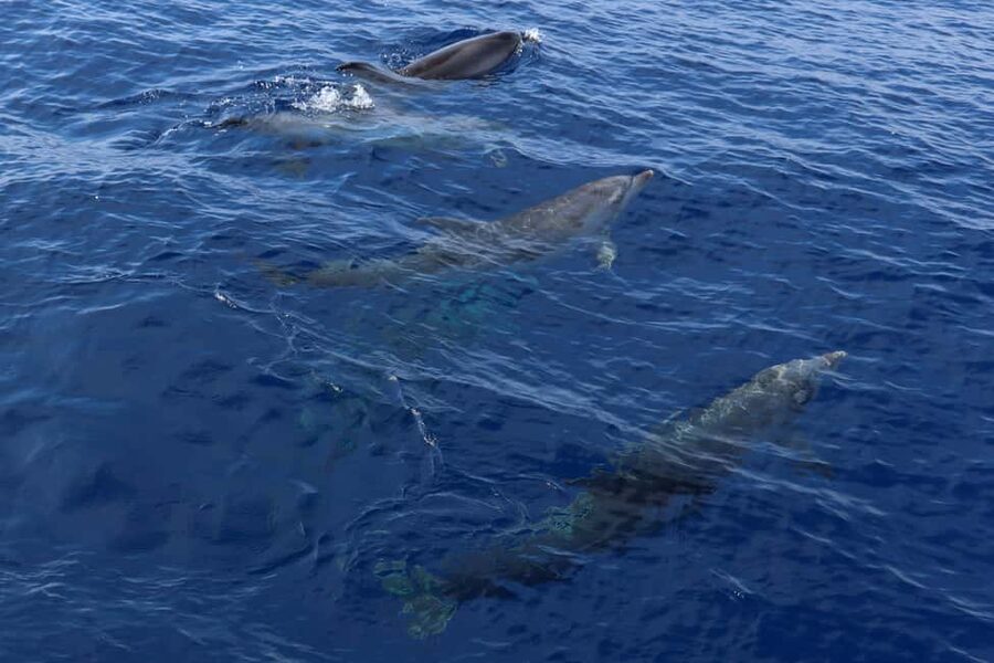 Mallorca: 3-Hour Afternoon Dolphin Watching Boat Tour - Is the $48 price fair?